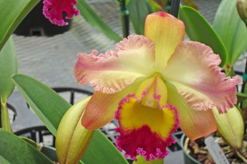 A vibrant orchid with yellow and pink petals, featuring ruffled edges and a deep red center, surrounded by green leaves.