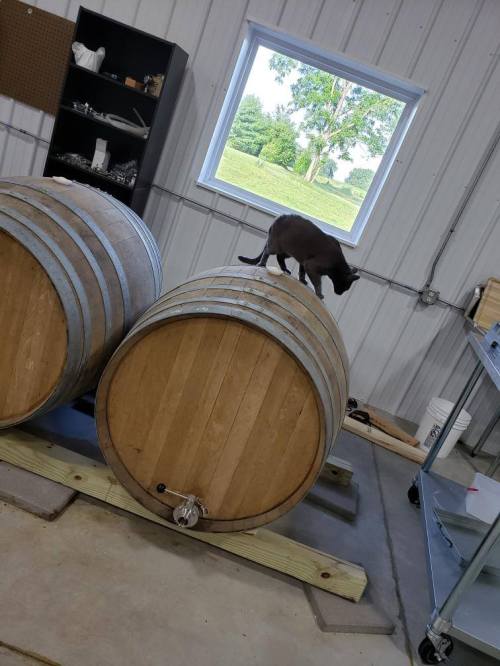 A cat walks on top of two wooden barrels in a spacious, well-lit room with a window and greenery outside.
