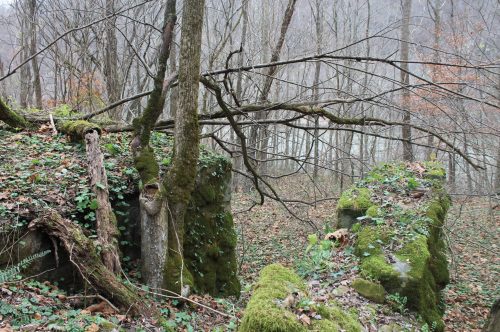 A misty forest scene with moss-covered rocks and bare trees, featuring a fallen branch across the landscape.
