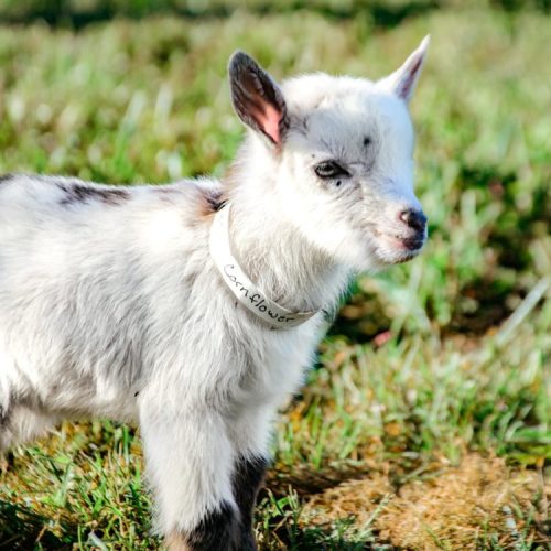 A small, white goat with black spots stands in a grassy field, wearing a collar labeled "Cornflower."