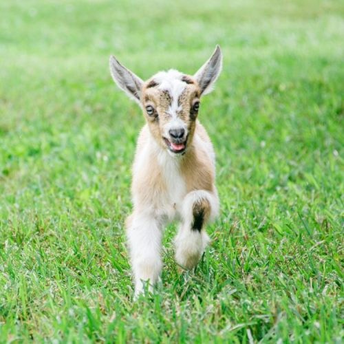 A playful baby goat running through a grassy field, with a joyful expression and distinctive markings.