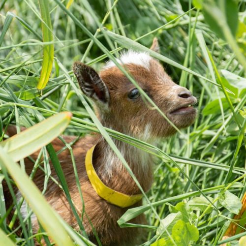 A small brown goat with a white patch on its head peeks through tall green grass, wearing a yellow collar.