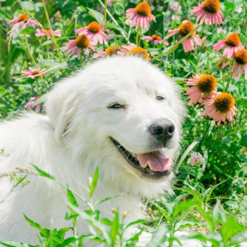 A fluffy white dog smiles among vibrant pink and orange flowers in a sunny garden.