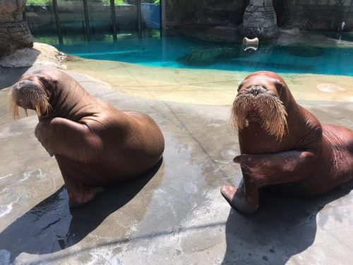 Two walruses resting on a rocky surface near a pool of water, with one looking towards the camera.