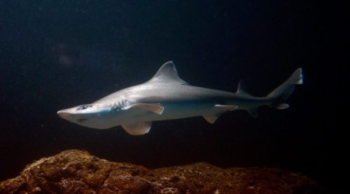 A sleek shark swimming gracefully underwater near a rocky surface, illuminated by soft light.