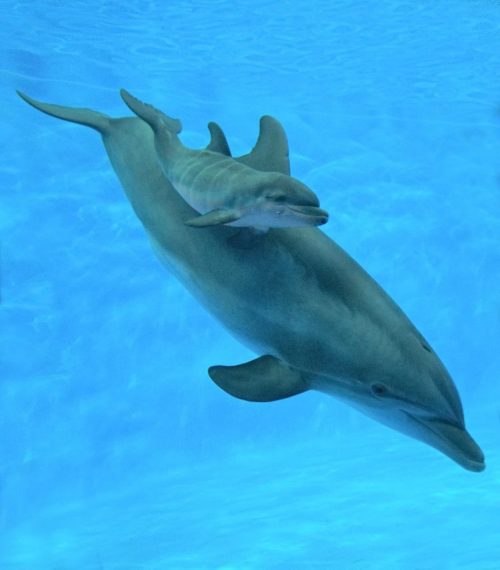 A dolphin swims gracefully underwater with a playful calf riding on its back.