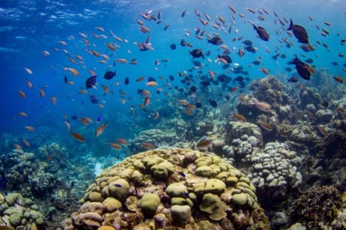 A vibrant underwater scene featuring colorful fish swimming above a coral reef.