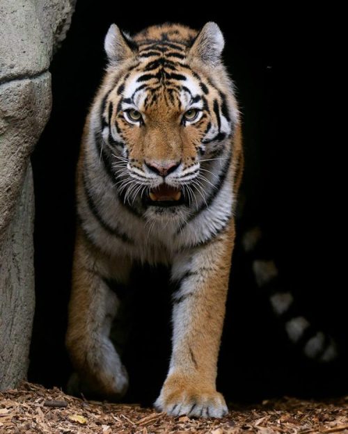 A tiger walks out of the shadows, showcasing its striking orange fur and bold black stripes.