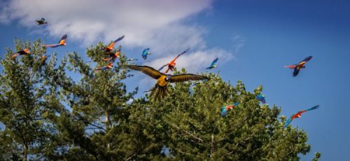 A vibrant flock of colorful parrots flying among green trees under a blue sky with fluffy clouds.