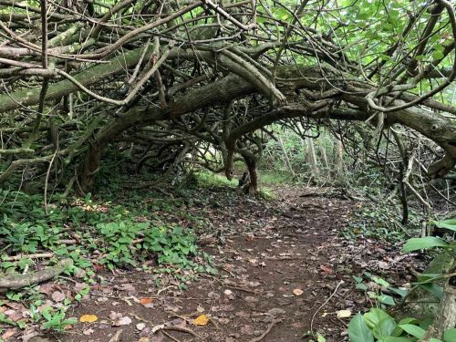 A winding path through dense, tangled vines and foliage in a lush forest setting.