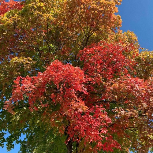 Vibrant red and orange leaves on a tree against a clear blue sky, showcasing autumn colors.