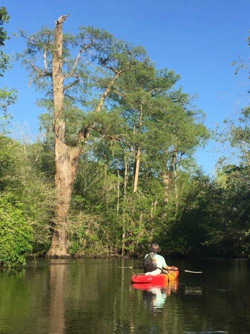 A person in a kayak paddles on a calm river, surrounded by lush greenery and a tall tree in the background.