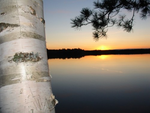 A serene sunset over a calm lake, framed by a birch tree and silhouetted pine branches.