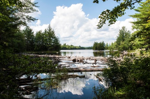 A serene lake surrounded by trees, with logs floating on the water and fluffy clouds in a blue sky.