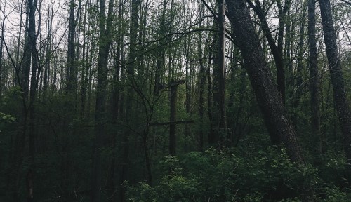 A dense forest with tall trees and lush greenery, featuring a wooden cross partially hidden among the foliage.