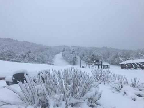 A snowy landscape with covered trees and a ski slope in the distance, creating a serene winter scene.