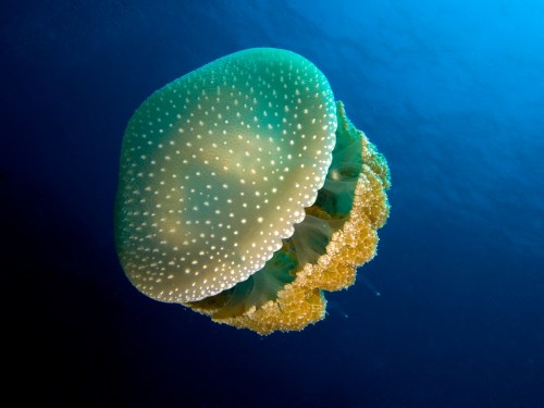 A vibrant jellyfish with a green dome and yellow tentacles floats gracefully in deep blue water.