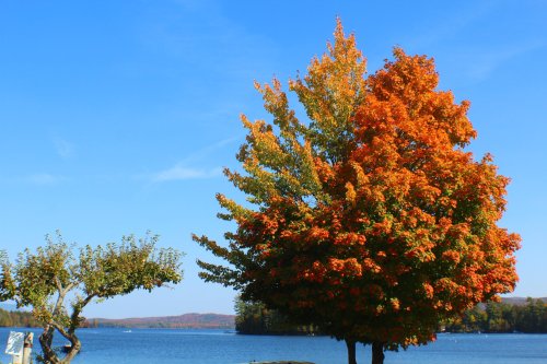 A vibrant orange and green tree by a calm lake under a clear blue sky, with distant hills in the background.