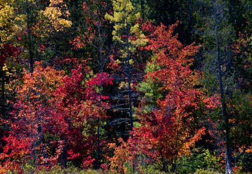 Vibrant autumn foliage with red, orange, and yellow leaves among green trees in a forest setting.