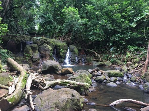 A serene forest scene featuring a small waterfall cascading over moss-covered rocks, surrounded by lush greenery.