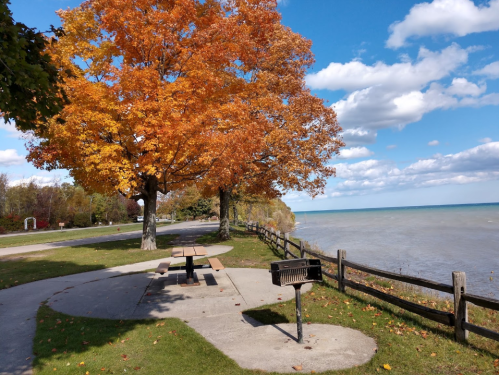 A scenic view of a lakeside park with a vibrant orange tree, picnic table, and grill under a blue sky with clouds.