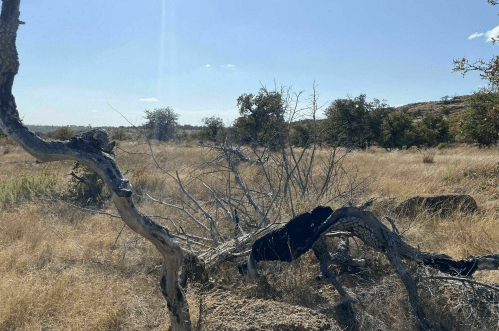A dry, twisted tree branch in a grassy landscape under a clear blue sky.