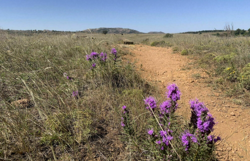 A dirt path winds through a grassy field, with clusters of purple flowers blooming along the side under a clear blue sky.