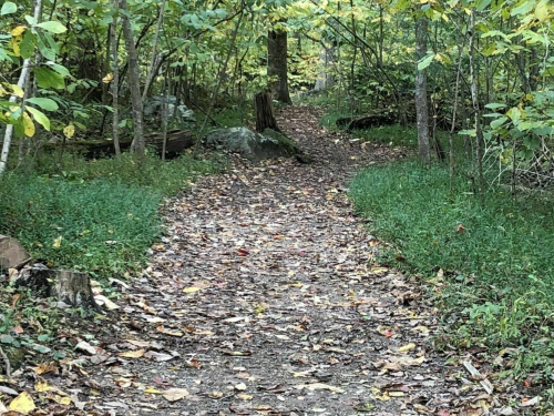 A winding forest path covered in fallen leaves, surrounded by greenery and trees in autumn colors.