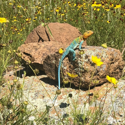 A colorful lizard perched on a rock surrounded by wildflowers in a sunny field.