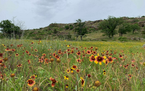 A vibrant field of red and yellow wildflowers with a rocky hillside and trees in the background under a cloudy sky.