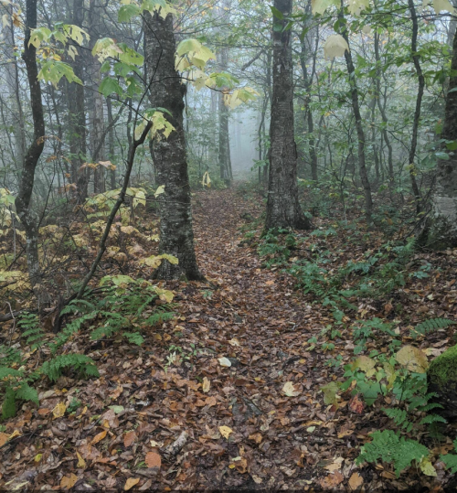 A misty forest path surrounded by trees and fallen leaves, creating a serene, tranquil atmosphere.