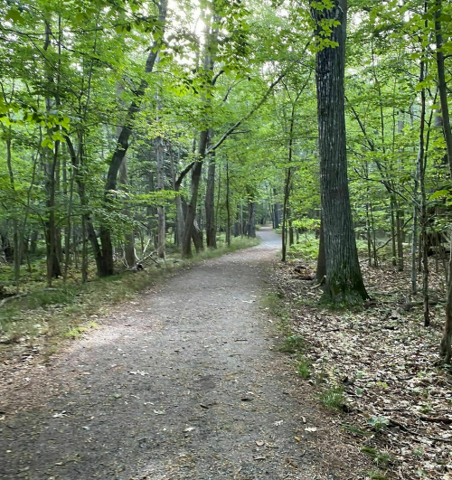 A serene forest path winding through lush green trees and foliage.