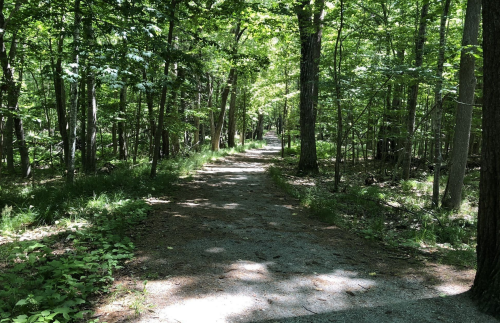 A serene forest path surrounded by lush green trees and dappled sunlight on the ground.