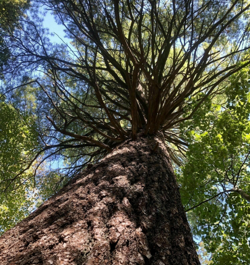 A tall tree viewed from below, showcasing its textured bark and sprawling branches against a clear blue sky.