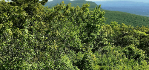 Lush green trees and rolling hills under a clear sky, showcasing a vibrant natural landscape.