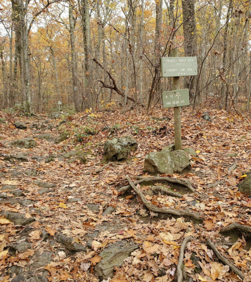 A wooded trail with autumn leaves, featuring a signpost directing hikers to "Bear Mt." and "Pinnacle."