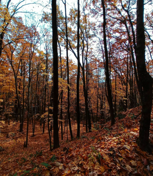 A serene forest scene with tall trees and a carpet of orange and brown autumn leaves.
