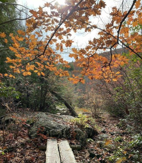 A serene forest scene with autumn leaves framing a path leading to a rocky area and distant trees.