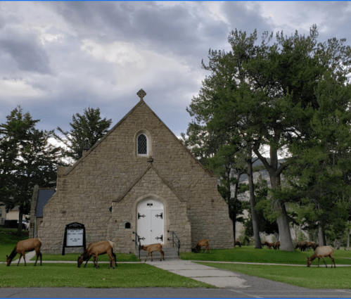 A stone church with a white door surrounded by grazing elk on a grassy area under a cloudy sky.