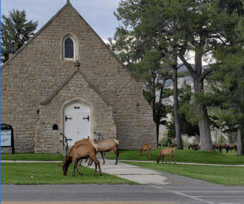 A stone church with a white door, surrounded by grazing elk on green grass and trees in the background.