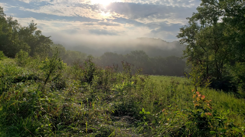 A misty landscape with lush greenery, rolling hills, and a cloudy sky illuminated by the sun.