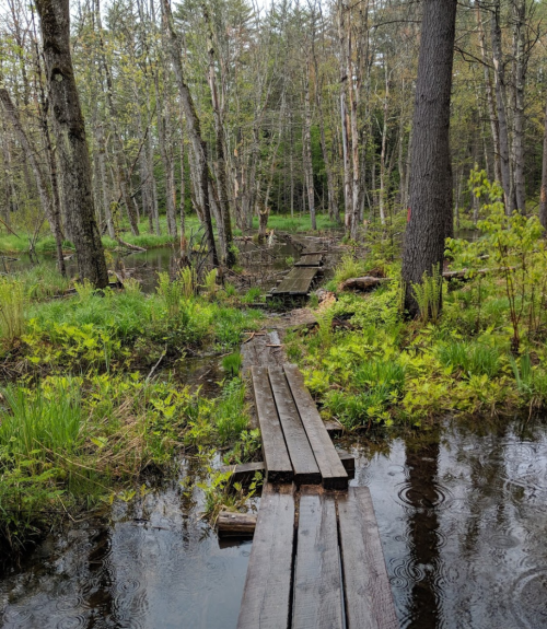 A wooden boardwalk stretches through a lush, wetland area surrounded by trees and greenery, with rain falling.