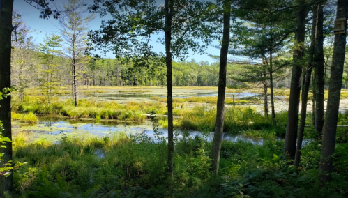 Lush wetland scene with trees, water, and greenery under a clear blue sky.