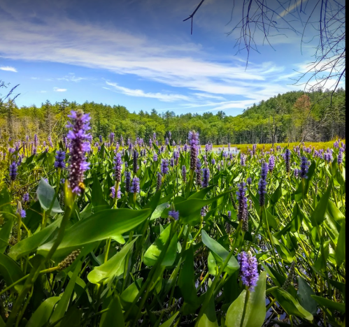 A vibrant field of purple flowers surrounded by lush green leaves, set against a backdrop of trees and a blue sky.