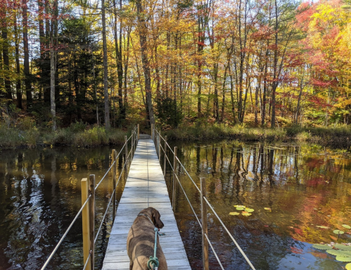 A dog stands on a wooden bridge over a calm pond, surrounded by vibrant autumn foliage.
