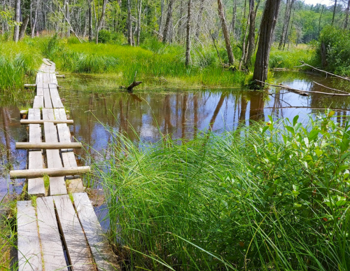 A wooden plank path crosses a tranquil wetland, surrounded by lush green grass and trees.