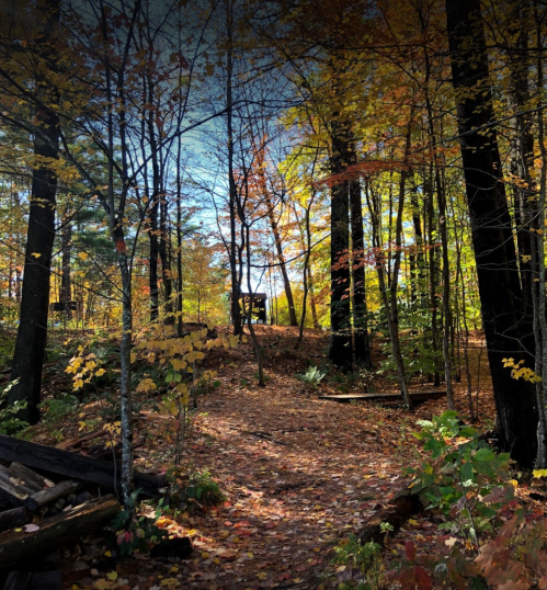 A serene forest path covered in autumn leaves, surrounded by colorful trees under a clear blue sky.