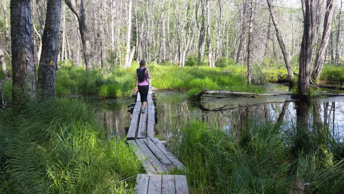 A person walks along a wooden path through a lush, green wetland surrounded by trees and water.