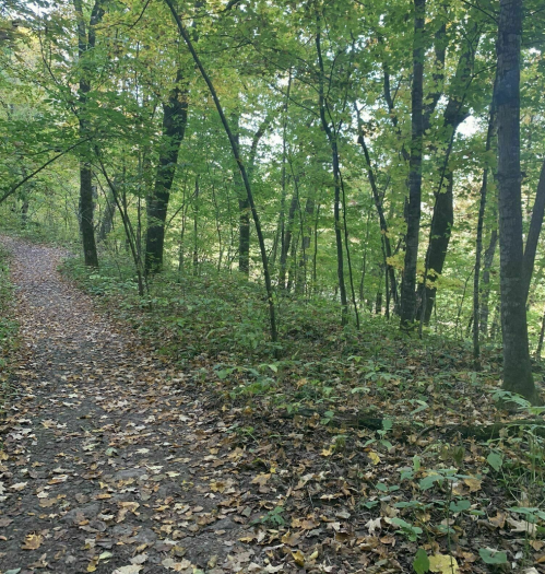 A winding dirt path through a lush green forest with fallen leaves scattered on the ground.