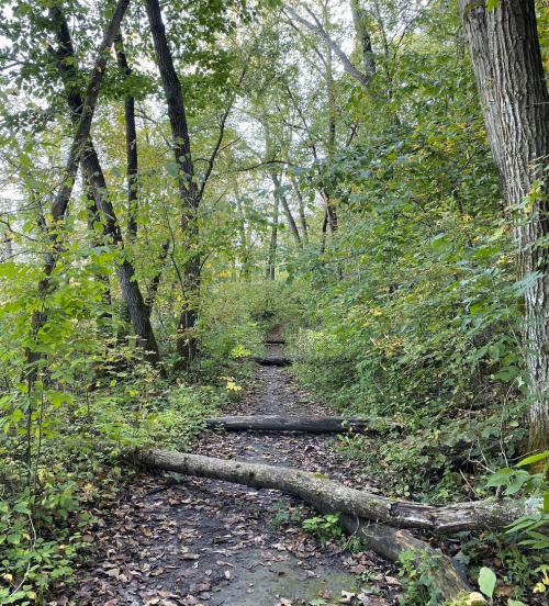 A narrow, wooded trail surrounded by lush greenery and fallen logs, leading through a serene forest.